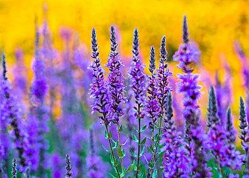 由于引擎问题 《龙腾世纪》重制版合集不易开发